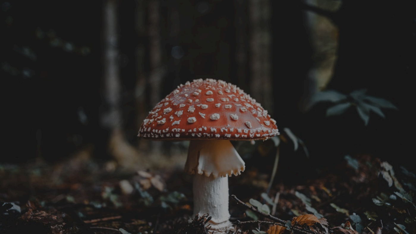 How to Use Seedream 4.0 - Complete Guide, Examples & Tips